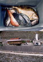 網干し場での釣果と上北山温泉薬師湯の写真